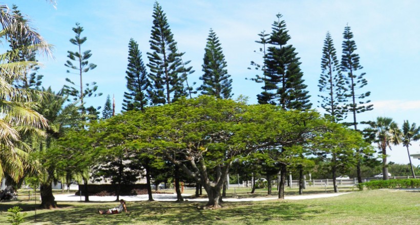 UN ARBRE UN JOUR UNE VIE