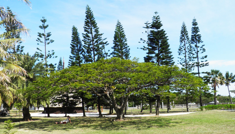 UN ARBRE UN JOUR UNE VIE