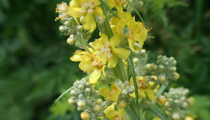 LE BOUILLON BLANC