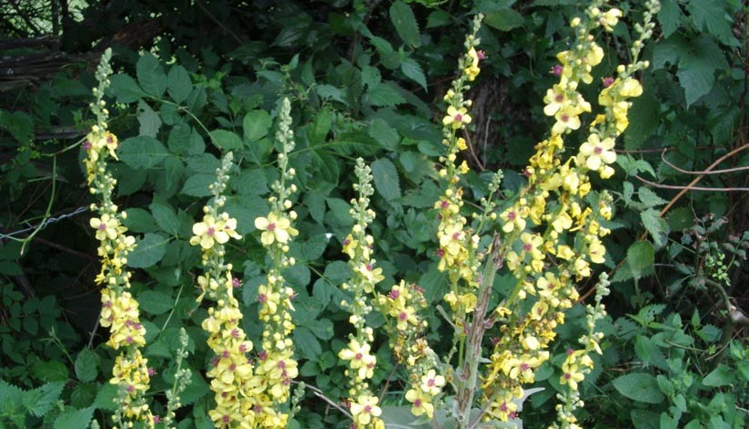 LE BOUILLON BLANC