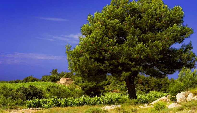 Gérard Bertrand – Yann Arthus Bertrand