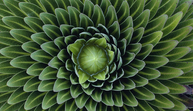 LA CLINIQUE DES PLANTES