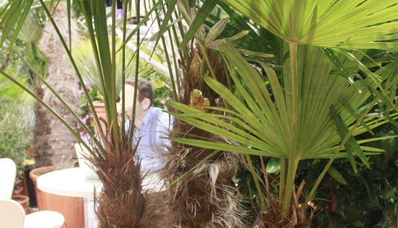 LA CLINIQUE DES PLANTES