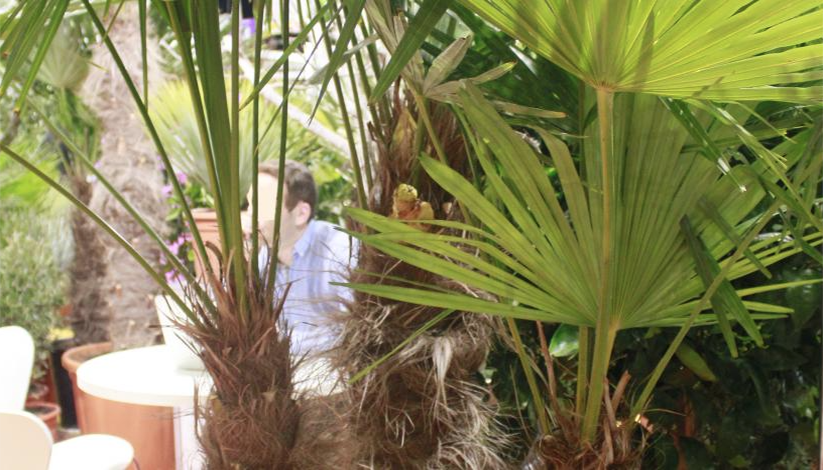 LA CLINIQUE DES PLANTES