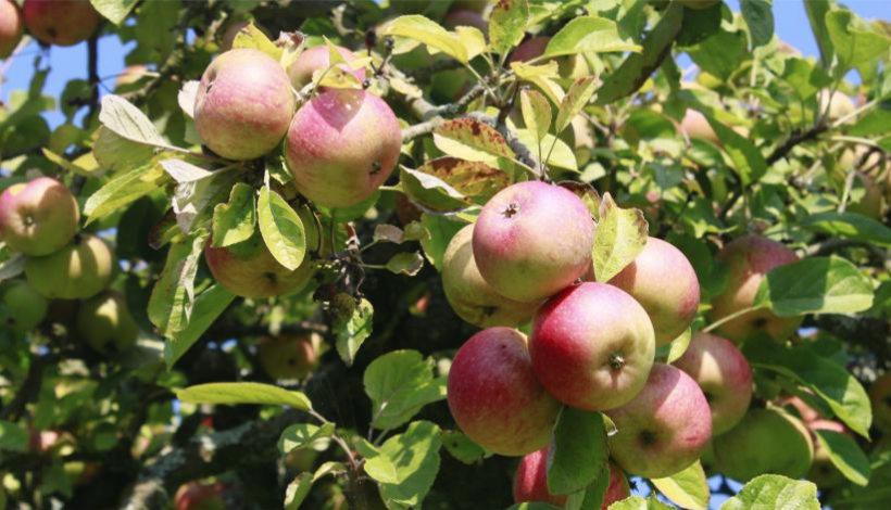LA CLINIQUE DES PLANTES