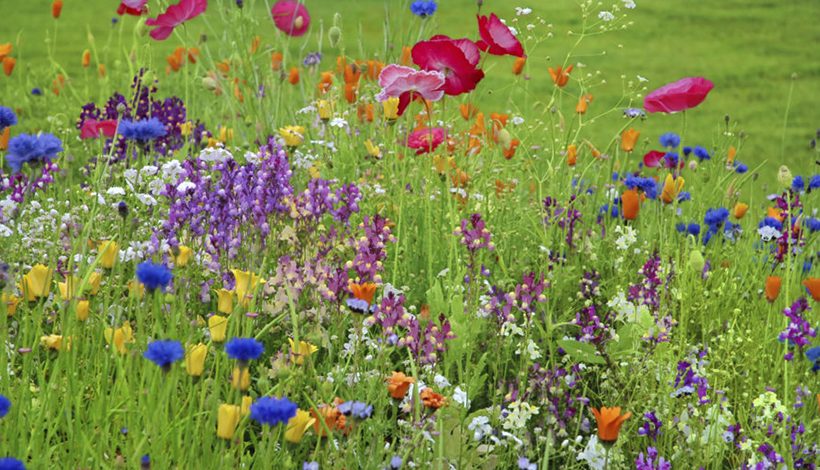 BIODIVERSITE FRANCAISE