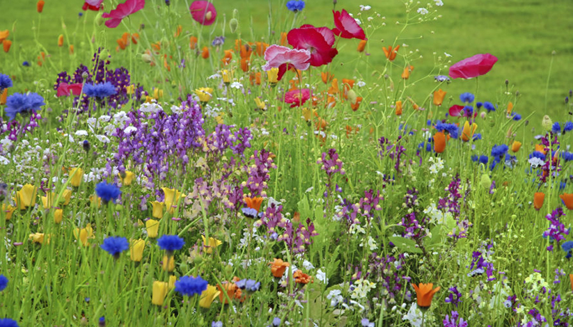 BIODIVERSITE FRANCAISE