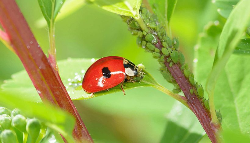 FÊTE DE LA NATURE