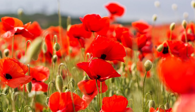 S.O.S POLLINISATEURS SAUVAGES