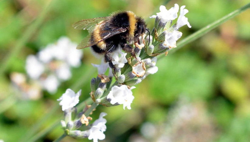 S.O.S POLLINISATEURS SAUVAGES