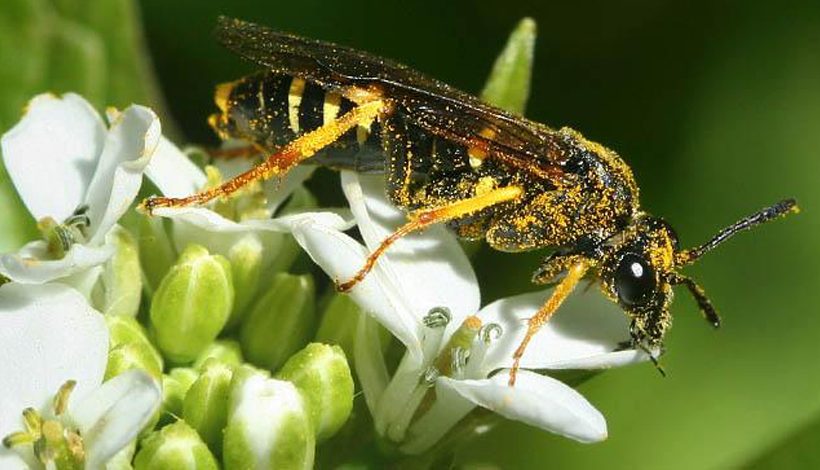 S.O.S POLLINISATEURS SAUVAGES