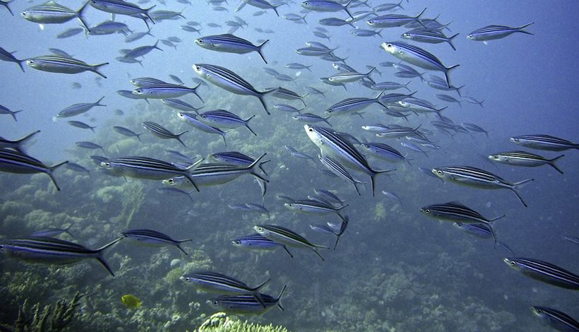 SURFRIDER FOUNDATION EUROPE