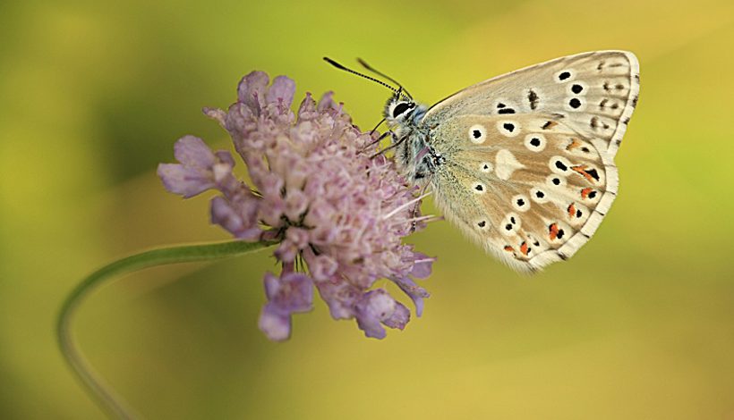 S.O.S POLLINISATEURS SAUVAGES