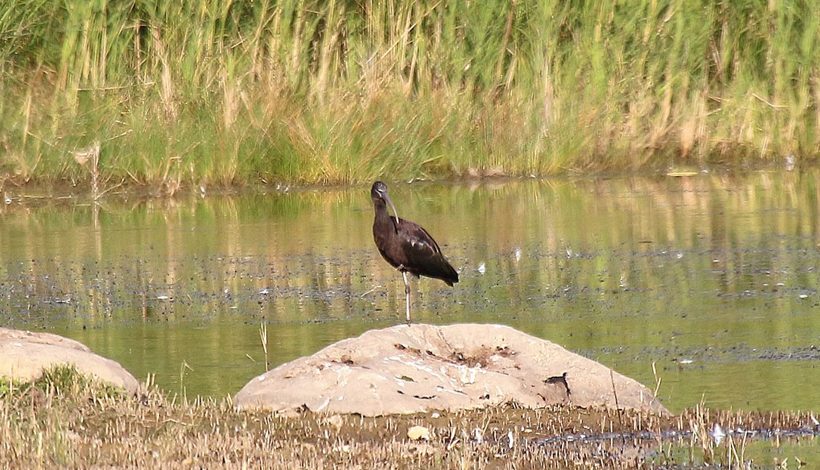 RESERVE NATURELLE REGIONALE DU GRAND VOYEUX