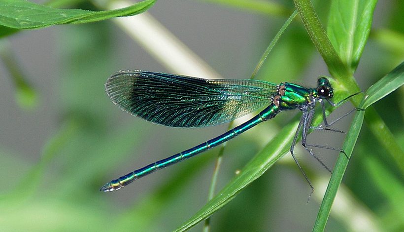 RESERVE NATURELLE REGIONALE DU GRAND VOYEUX