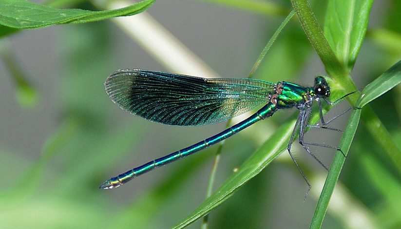 RESERVE NATURELLE REGIONALE DU GRAND VOYEUX