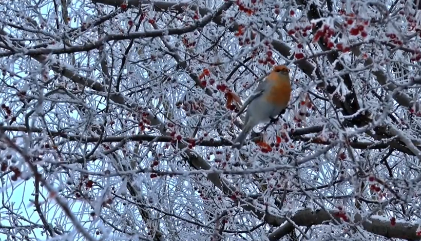 UNE ESPERANCE POUR LA SANTE DE L’HOMME ET DE LA TERRE