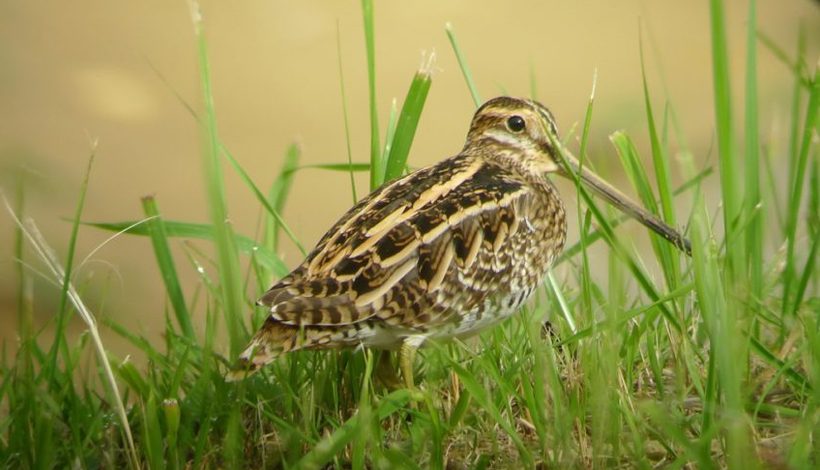 RESERVE NATURELLE REGIONALE DU GRAND VOYEUX