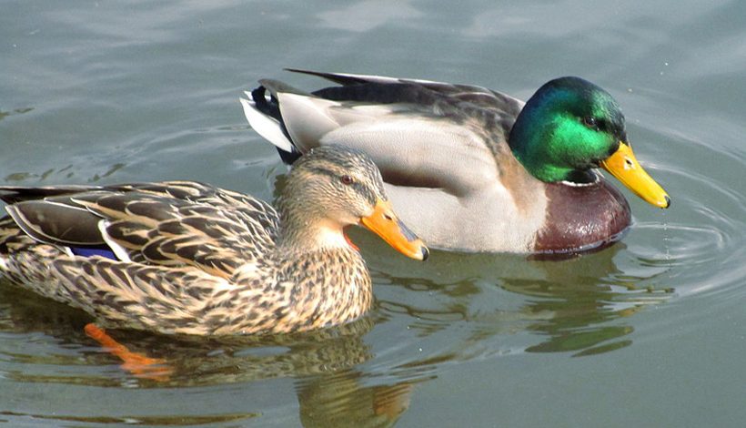 RESERVE NATURELLE REGIONALE DU GRAND VOYEUX