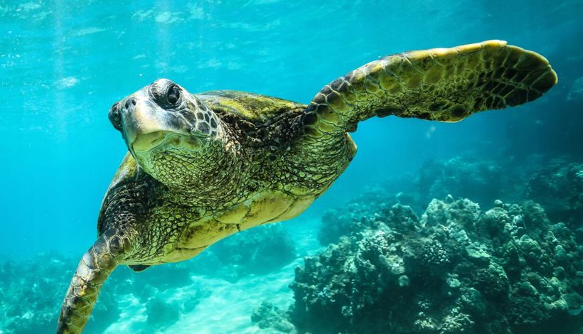 JOURNEE MONDIALE DE L’OCEAN