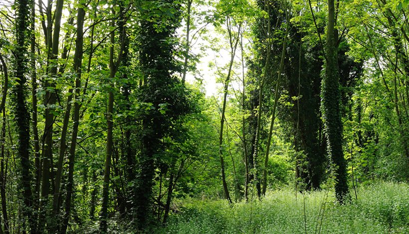 LA CORNICHE DES FORTS
