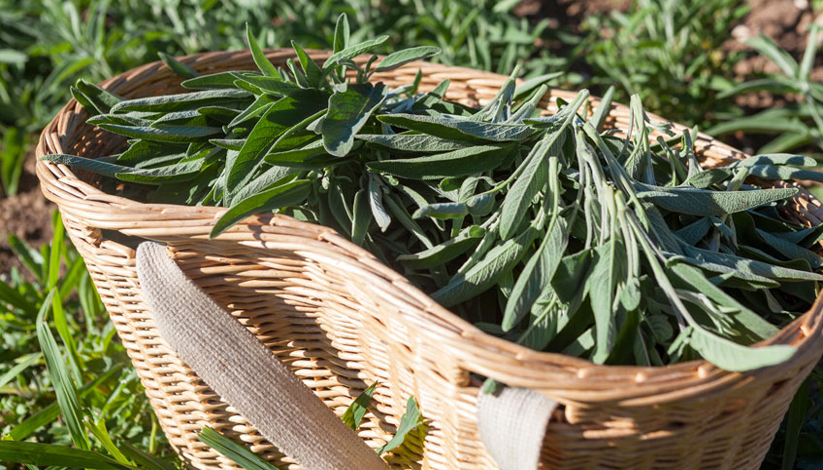 HERBES MÉDICINALES