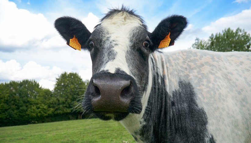 SALON DE L’AGRICULTURE 2019