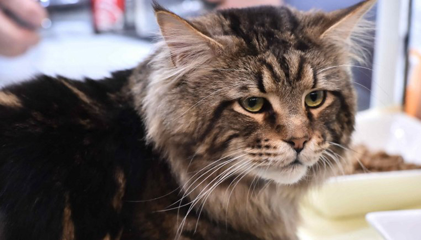 SALON DE L’AGRICULTURE 2019