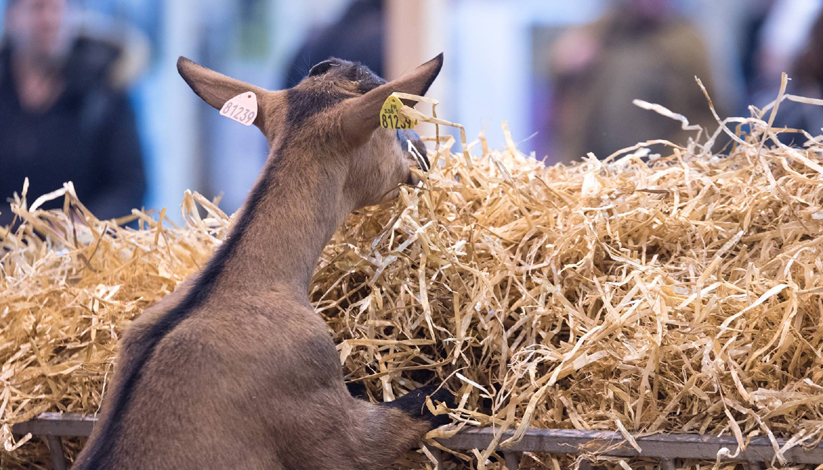 SALON DE L’AGRICULTURE 2019