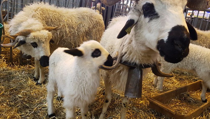 SALON DE L’AGRICULTURE 2019