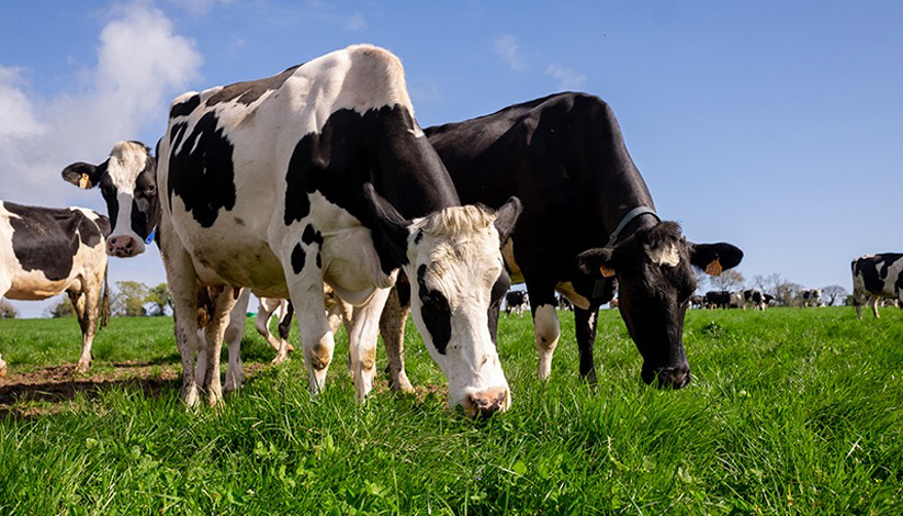 LA FÊTE DU LAIT BIO