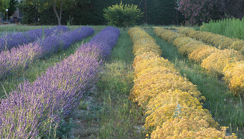 UN MAS EN PROVENCE