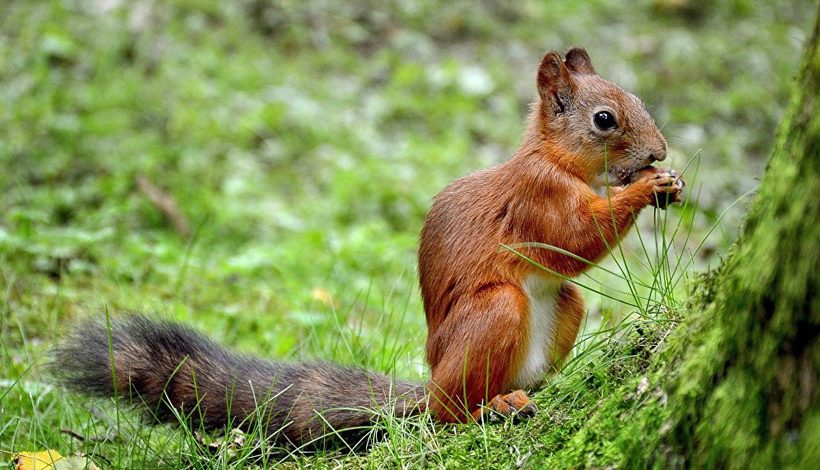 Journée internationale des forêts