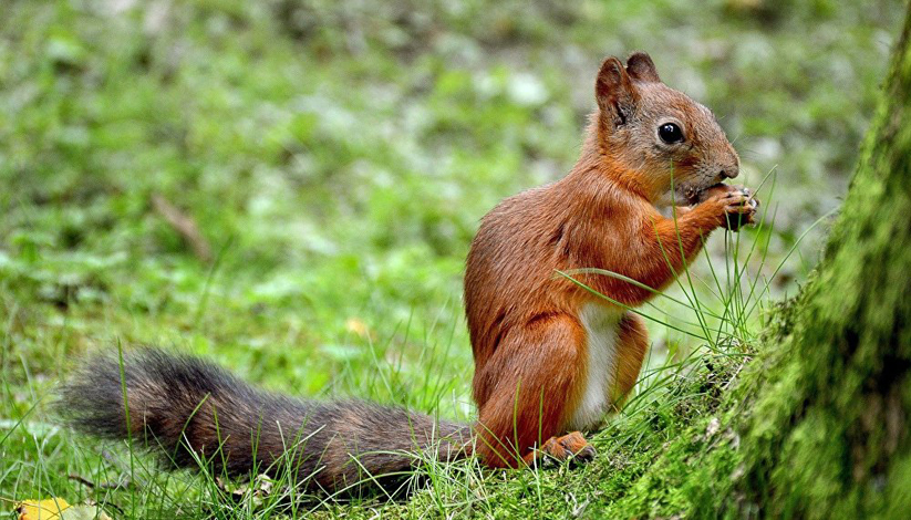 Journée internationale des forêts
