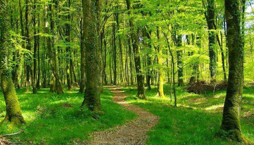 Journée internationale des forêts