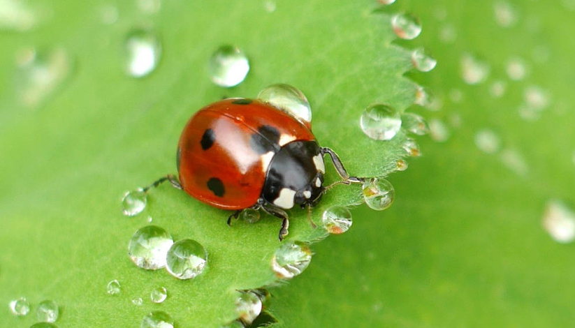 Journée internationale des forêts