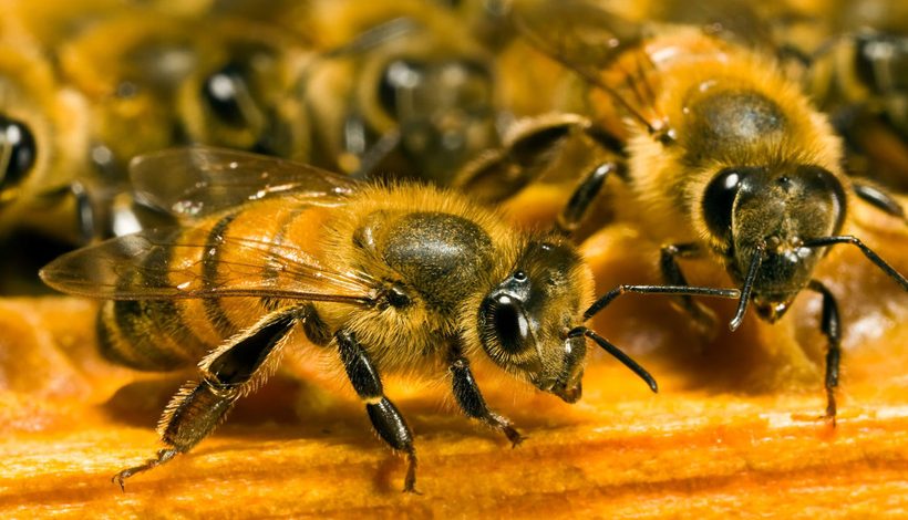 UN AVENIR POURS NOS ABEILLES ET NOS APICULTEURS