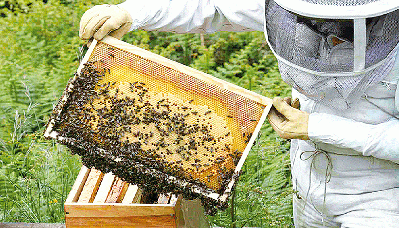 UN AVENIR POURS NOS ABEILLES ET NOS APICULTEURS