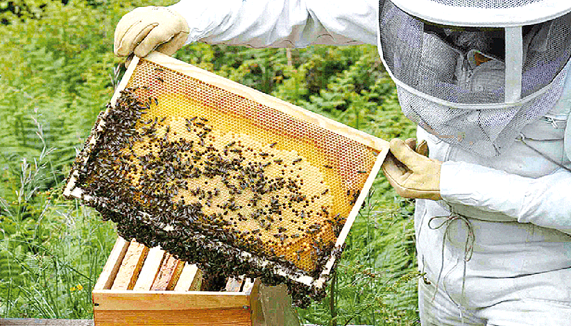 UN AVENIR POURS NOS ABEILLES ET NOS APICULTEURS