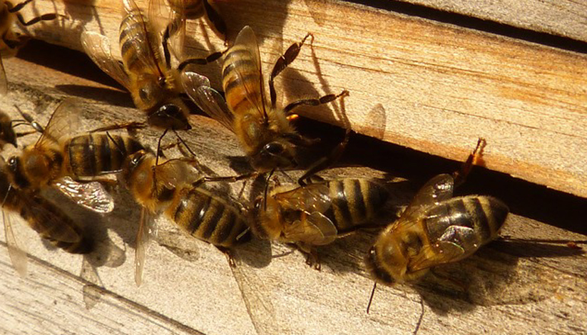 UN AVENIR POURS NOS ABEILLES ET NOS APICULTEURS