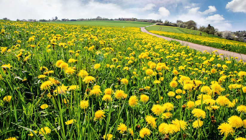 LE PISSENLIT POUR NETTOYER LE FOIE