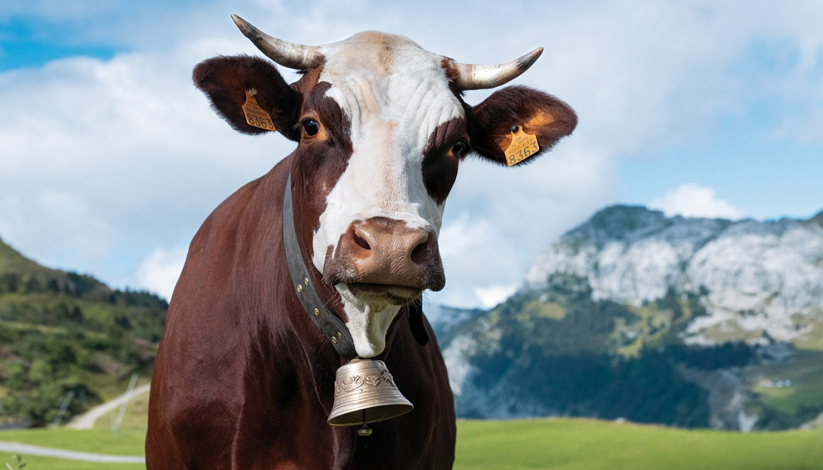 Fête du Lait Bio 2024