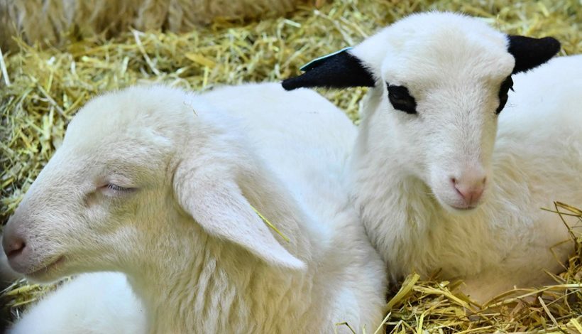 SALON DE L’AGRICULTURE 2022