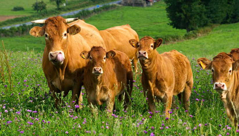 SALON DE L&rsquo;AGRICULTURE 2022