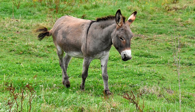 SALON DE L’AGRICULTURE 2023