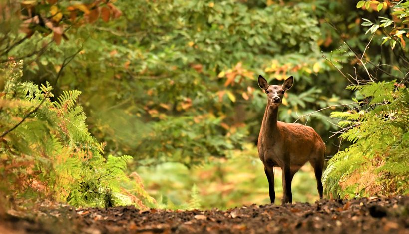 Les Nuits des Forêts 2024