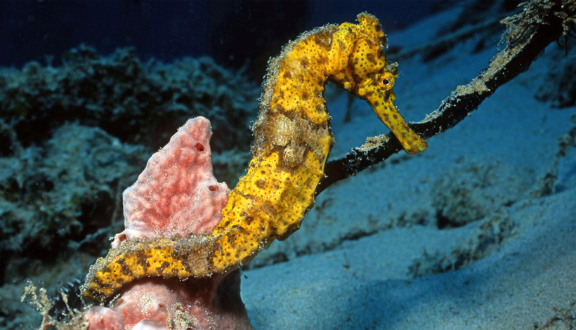 Fête de l&rsquo;Aquarium