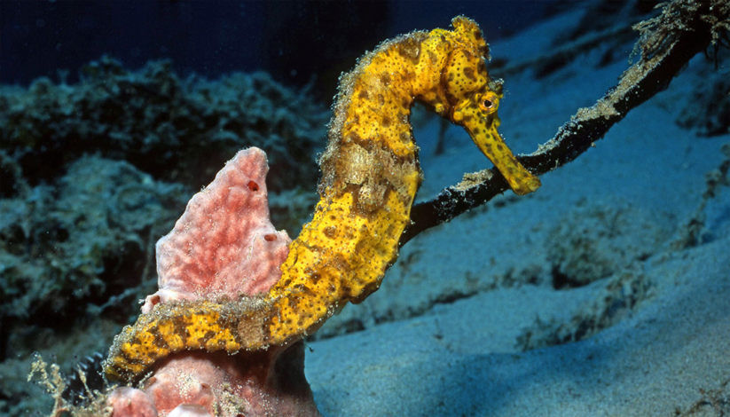 Fête de l&rsquo;Aquarium