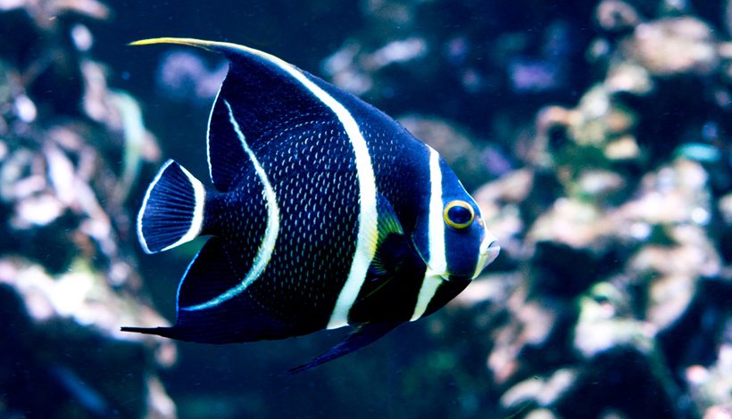 Fête de l&rsquo;Aquarium