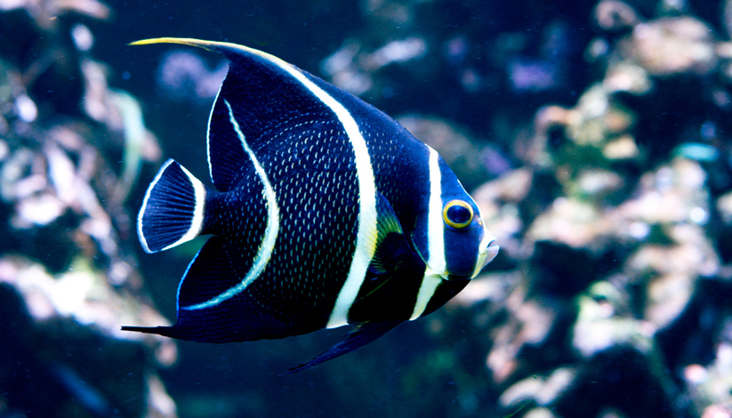 Fête de l&rsquo;Aquarium